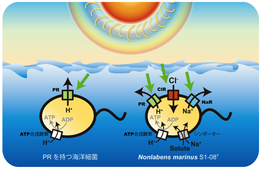 201403PNAS_Yoshizawa